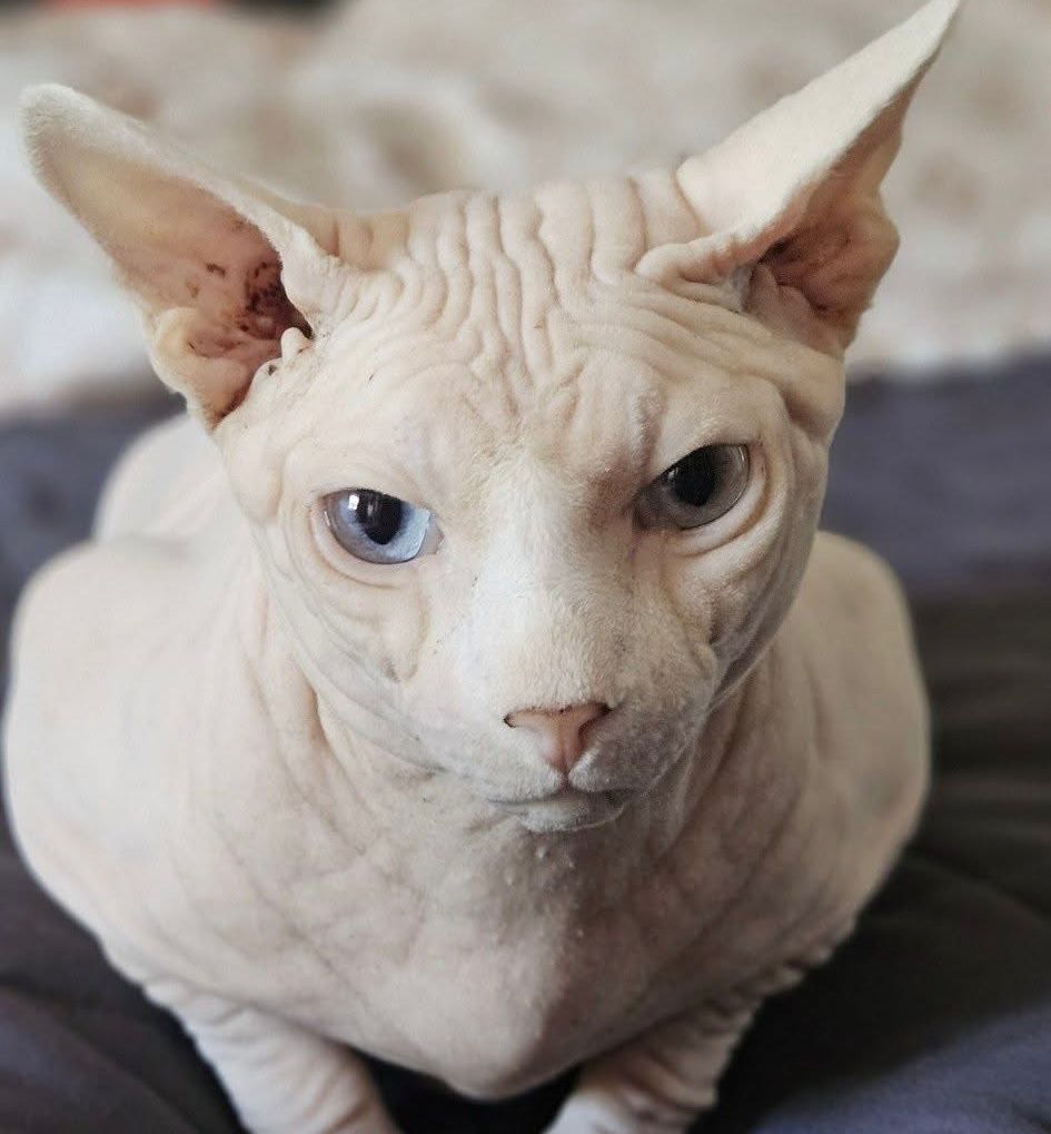 Shaun de la lignee de tsar